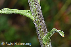 F292117: Weisse Pestwurz (Petasites albus)