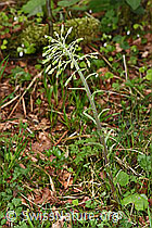 F292119: Weisse Pestwurz (Petasites albus)