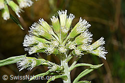 F292120: Weisse Pestwurz (Petasites albus)