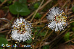 F292121: Huflattich (Tussilago farfara)