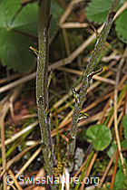 F292122: Huflattich (Tussilago farfara)