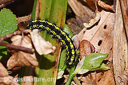 Foto: Schönbär Raupe (Callimorpha dominula)