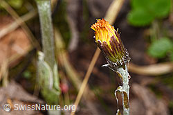F292211: Huflattich (Tussilago farfara)
