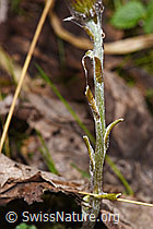 F292212: Huflattich (Tussilago farfara)