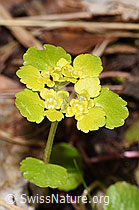 Wechselblättriges Milzkraut (Chrysosplenium alternifolium) (F292219)