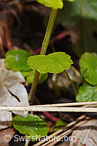 Wechselblättriges Milzkraut (Chrysosplenium alternifolium) (F292221)
