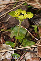 Wechselblättriges Milzkraut (Chrysosplenium alternifolium) (F292222)