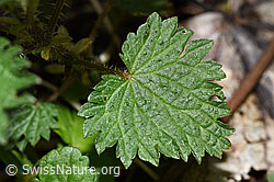 F292225: Grosse Brennnessel (Urtica diocia)
