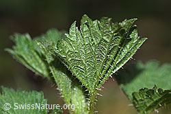 F292226: Grosse Brennnessel (Urtica diocia)