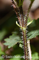 F292231: Grosse Brennnessel (Urtica diocia)