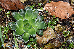 Foto: Safrangelber Steinbrech (Saxifraga mutata)