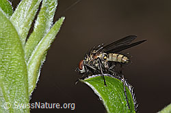 F292280: Hylemya vagans (Blumenfliege) auf Strauch