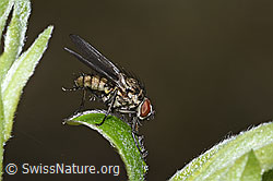 F292282: Hylemya vagans (Blumenfliege) auf Strauch