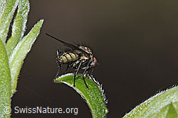 F292283: Hylemya vagans (Blumenfliege) auf Strauch