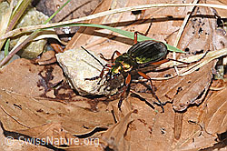 Goldglänzender Laufkäfer (Carabus auronitens) (21.04.2025, F292315)