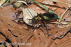 Carabus auronitens (F292316)