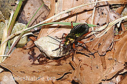 F292318: Goldglänzender Laufkäfer (Carabus auronitens)