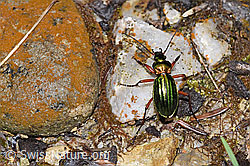 Goldglänzender Laufkäfer (Carabus auronitens) (21.04.2025, F292324)