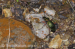 Carabus auronitens (F292325)