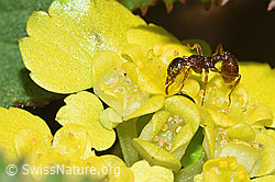 Waldknotenameise (Myrmica ruginodis)