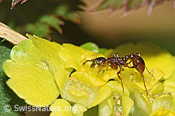 Waldknotenameise (Myrmica ruginodis) auf Wechselblättriges Milzkraut (Chrysosplenium alternifolium) (F292345)