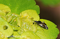 F292379: Wald-Blumenwanze (Anthocoris nemorum) auf Wechselblättrigem Milzkraut (Chrysosplenium alternifolium)