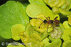 Neu in SwissNature.org: Schlupfwespe der Gattung Gelis auf Wechselblättriges Milzkraut (Chrysosplenium alternifolium)