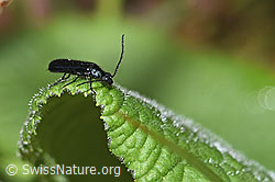 Neu in SwissNature.org: Blauer Wollhaarkäfer (Dasytes caeruleus)