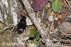 Braunfüssiger Striemenkäfer (Molops piceus) (F292796)