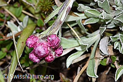 Gemeines Katzenpfötchen (Antennaria dioica) (F292807)