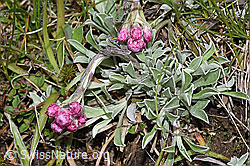 Gemeines Katzenpfötchen (Antennaria dioica) (F292808)