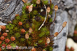 Glashaar-Widertonmoos (Polytrichum piliferum) (28.04.2025, F292812)