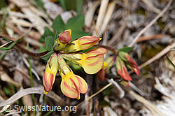 F292821: Gewöhnlicher Hornklee (Lotus corniculatus)