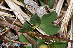 F292822: Gewöhnlicher Hornklee (Lotus corniculatus)