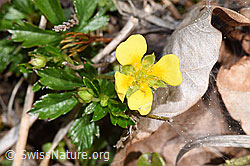 Blutwurz (Potentilla erecta) (F292825)
