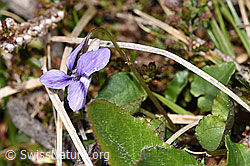 F292830: Hain-Veilchen (Viola riviniana)