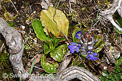 Kriechender Günsel (Ajuga reptans) (F292832)