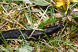 F292851: Schwarzer Schnegel (Limax cinereoniger)