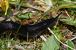 Schwarzer Schnegel (Limax cinereoniger) (28.04.2025, F292854)