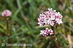 Sumpf-Baldrian (Valeriana dioica) (F292856) Sumpf-Baldrian (Valeriana dioica) (F292856)