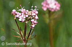 Sumpf-Baldrian (Valeriana dioica) (F292864) Sumpf-Baldrian (Valeriana dioica) (F292864)