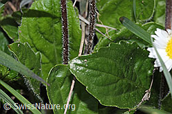 F292868: Alpenmasslieb (Aster bellidiastrum)