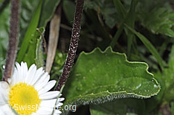 F292869: Alpenmasslieb (Aster bellidiastrum)
