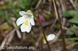 Alpen-Fettblatt (Pinguicula alpina) (28.04.2025, F292872)