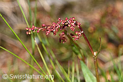 Kleiner Sauerampfer (Rumex acetosella) (28.04.2025, F292882)