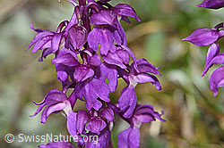 Männliches Knabenkraut (Orchis mascula) (F292891)