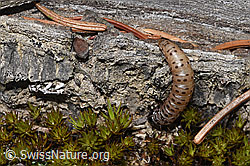 Gestreifter Graszünsler Raupe (Agriphila tristella) (F292901)