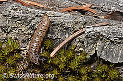 Gestreifter Graszünsler Raupe (Agriphila tristella) (F292905)