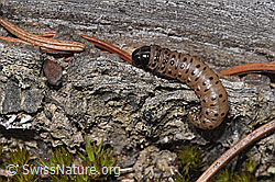 Gestreifter Graszünsler Raupe (Agriphila tristella) (F292907)