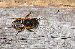 F292912: Goldene Schneckenhausbiene (Osmia aurulenta)